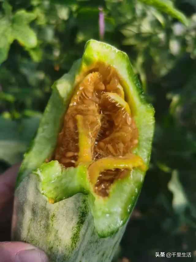 羊角蜜的皮和籽可以吃嗎（羊角蜜籽可以吃么）