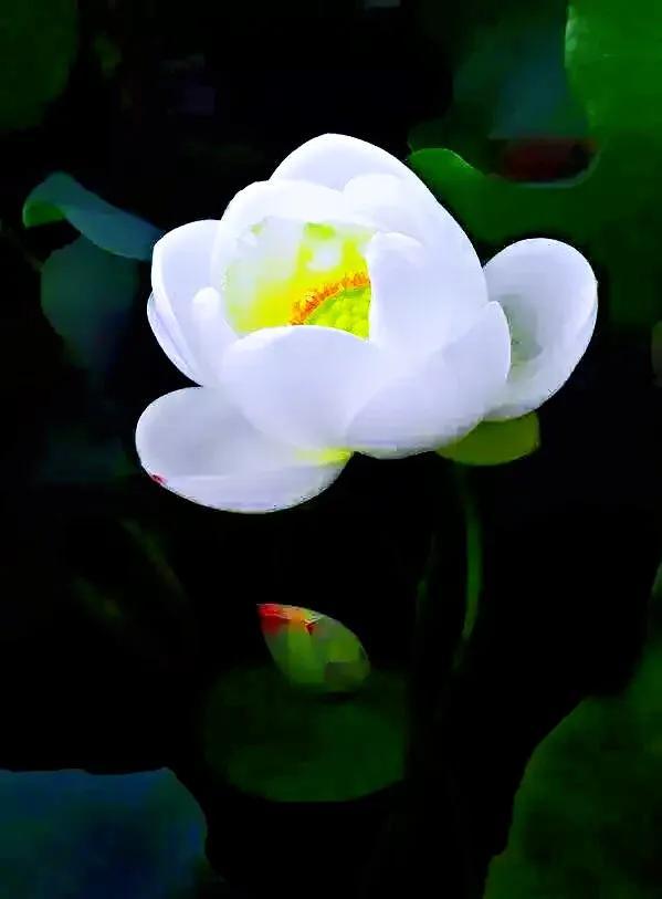 接天蓮葉是什么季節(jié)的_（接天蓮葉是不是夏天）