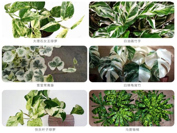 閑魚客服24小時熱線人工電話acecom閑魚客服24小時熱線人工電話號碼at（閑魚客服24小時熱線人工電話號碼）