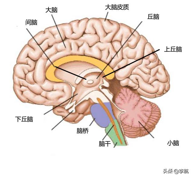 腦葉公司官方漫畫合集（腦葉公司官方漫畫網(wǎng)站）