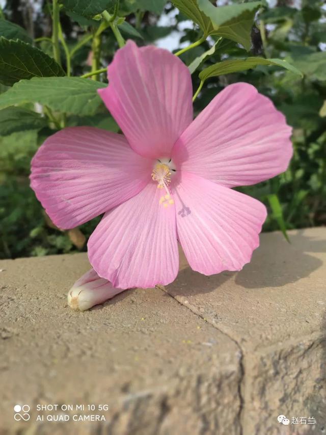 識花微信小程序，可以識花的小程序？