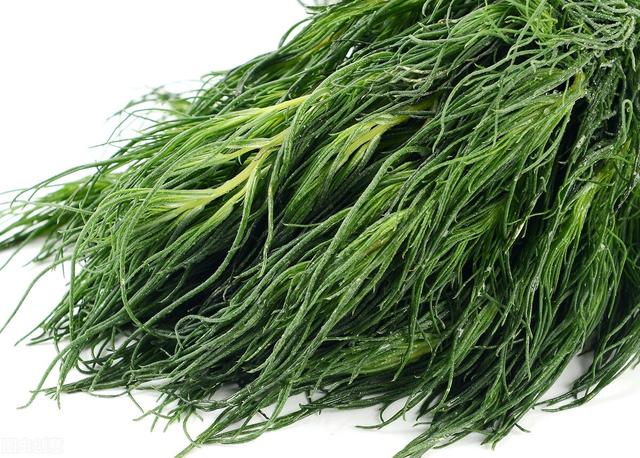農(nóng)村100種野菜圖片（農(nóng)村100種野菜圖片及名稱）
