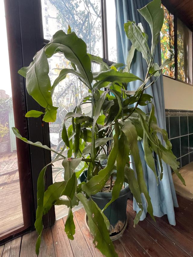 配綠植發(fā)的朋友圈，朋友圈植物圖片配什么文字？