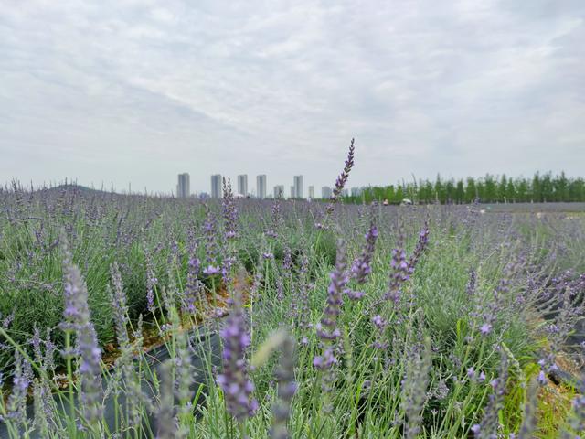 高清薰衣草視頻素材，高清薰衣草視頻大全？