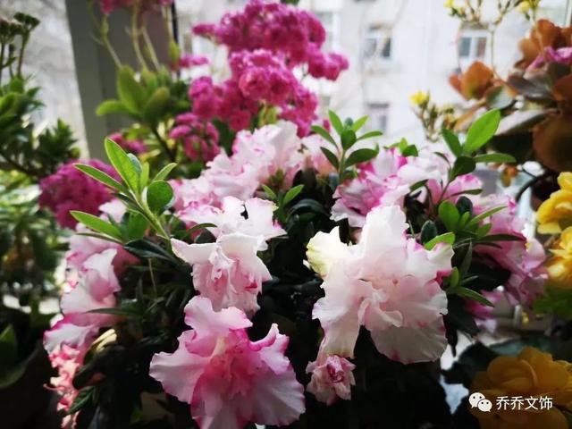 種花發(fā)朋友圈短句，花的圖片發(fā)朋友圈說說？