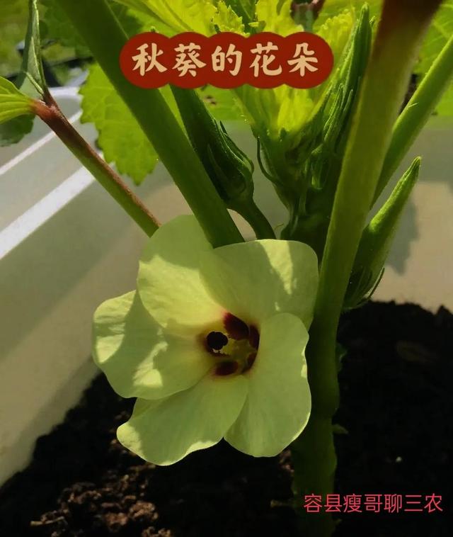 秋葵怎樣種植和管理視頻（秋葵的種植方法和管理）
