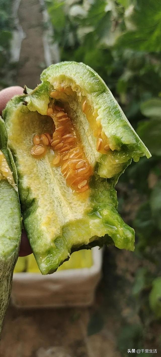 羊角蜜的皮和籽可以吃嗎（羊角蜜籽可以吃么）