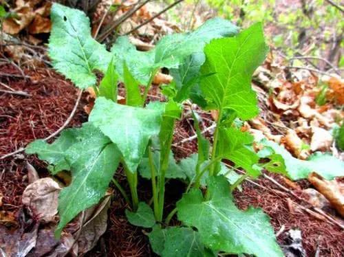 農(nóng)村100種野菜圖片（農(nóng)村100種野菜圖片及名稱）