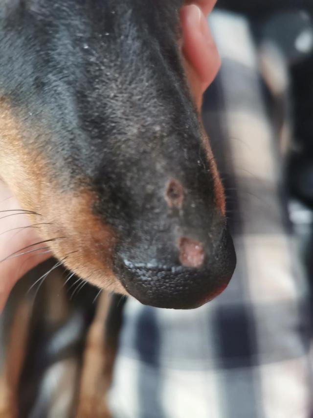迷你杜賓犬的價(jià)格（杜賓犬迷你犬多少錢(qián)）