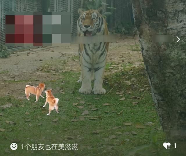蘋果手機(jī)微信怎么設(shè)置背景圖片，微信怎么設(shè)置背景圖片鈴聲