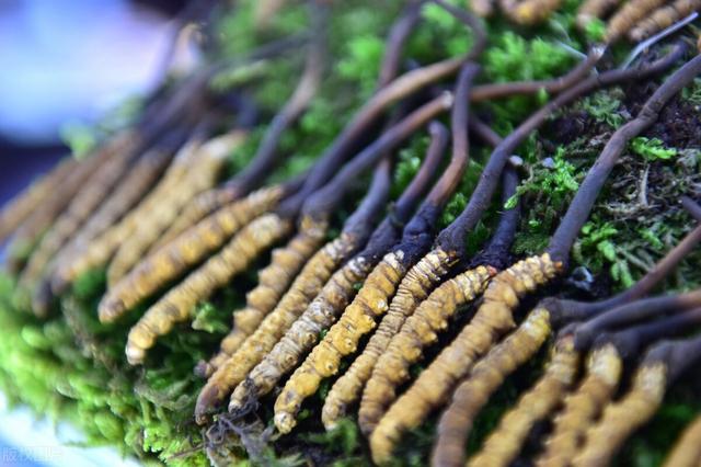 農(nóng)村100種野菜圖片（農(nóng)村100種野菜圖片及名稱）