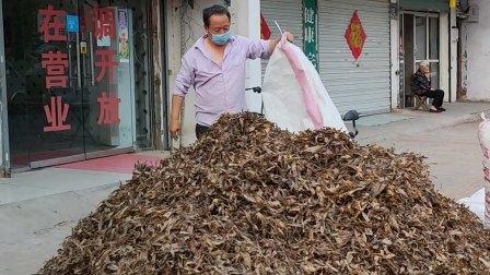 網(wǎng)上賣抓蚯蚓是騙局嗎，抓捕蚯蚓能賺錢不？