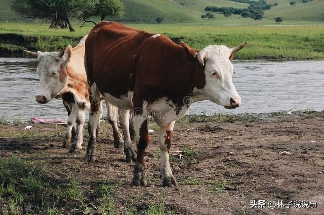農(nóng)村養(yǎng)殖政府扶持項目如何申請補(bǔ)助，如何向政府申請養(yǎng)殖項目？