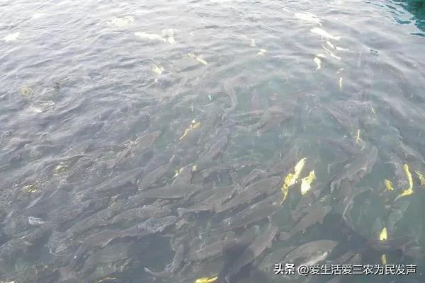 農(nóng)業(yè)致富好項目，農(nóng)村養(yǎng)殖致富？