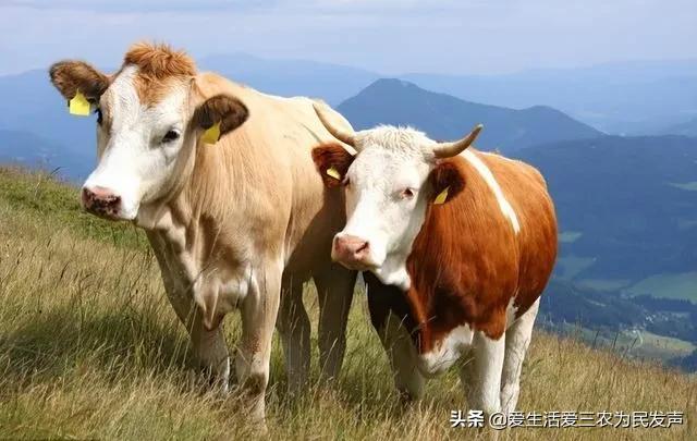 適合窮人的創(chuàng)業(yè)項目養(yǎng)殖（養(yǎng)殖什么投資少又掙錢）