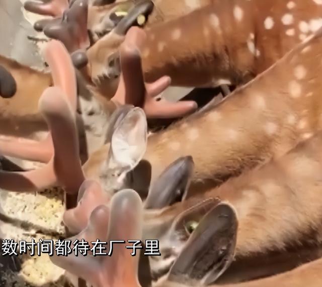 養(yǎng)殖業(yè)什么最賺錢農(nóng)村養(yǎng)雞（自己在家養(yǎng)雞賺錢嗎）