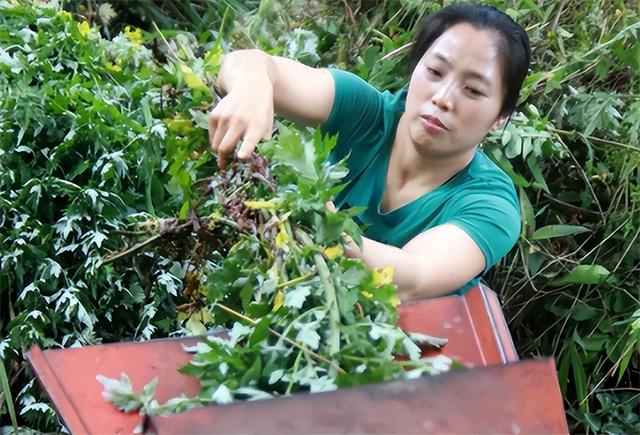 懷孕在家干點(diǎn)啥能掙錢呢，懷孕可以做點(diǎn)什么賺錢？