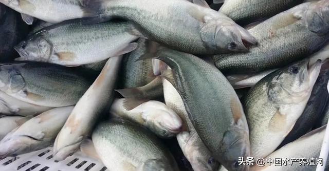 養(yǎng)殖黃骨魚掙錢嗎，黃骨魚養(yǎng)殖利潤？