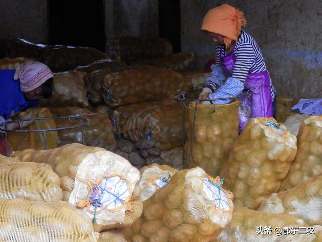 市場上土豆多少錢一斤（今年土豆價格多少錢一斤）