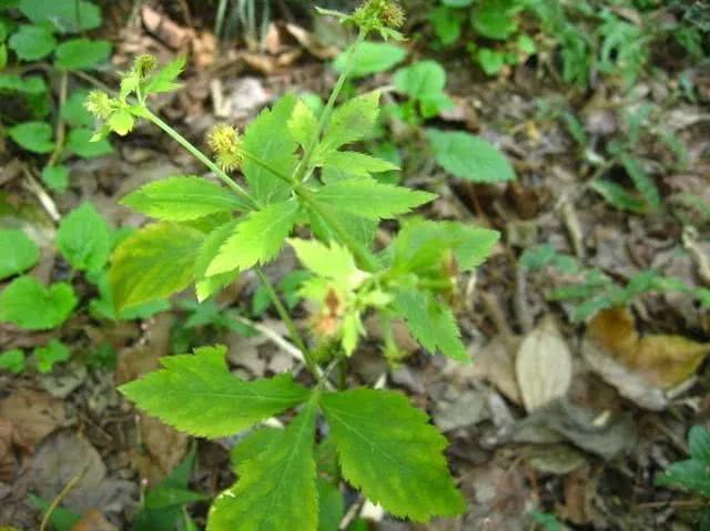 農(nóng)村100種野菜圖片（農(nóng)村100種野菜圖片及名稱）