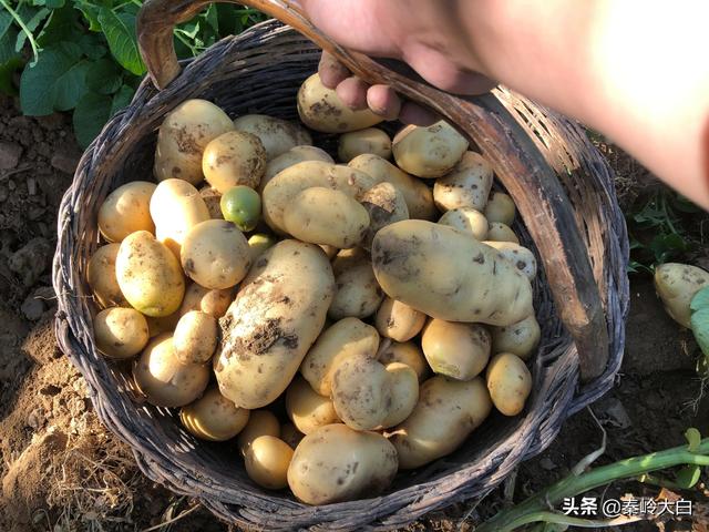山芋什么時(shí)候傳入中國（山芋何時(shí)傳入我國）