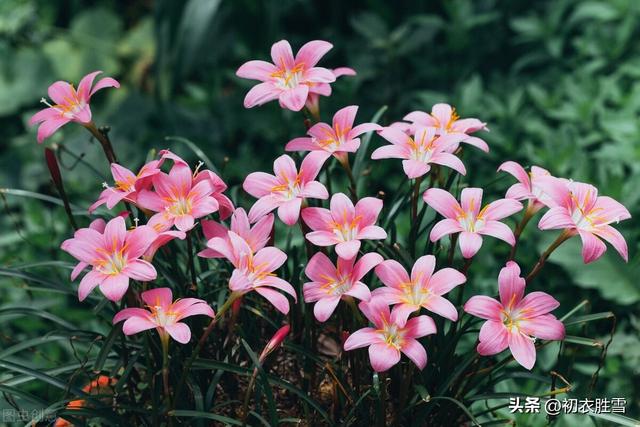 發(fā)朋友圈野花的句子傷感說(shuō)說(shuō)，野花發(fā)朋友圈說(shuō)說(shuō)？