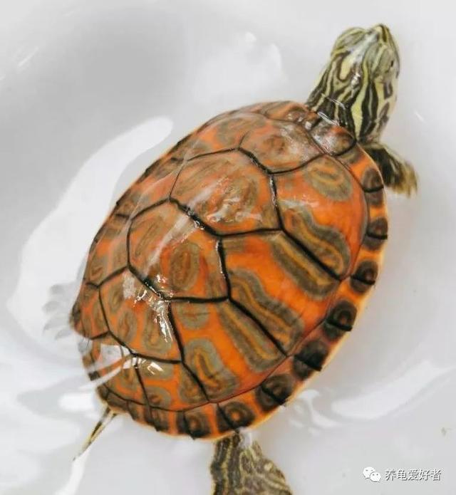 豬鼻龜為什么禁止銷售之前買的還能養(yǎng)嗎，豬鼻龜現(xiàn)在不讓賣了嗎？