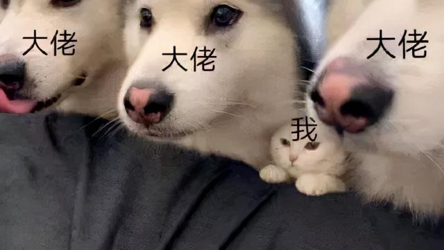 皮包公司一般都做什么（勞務(wù)公司是皮包公司嗎）