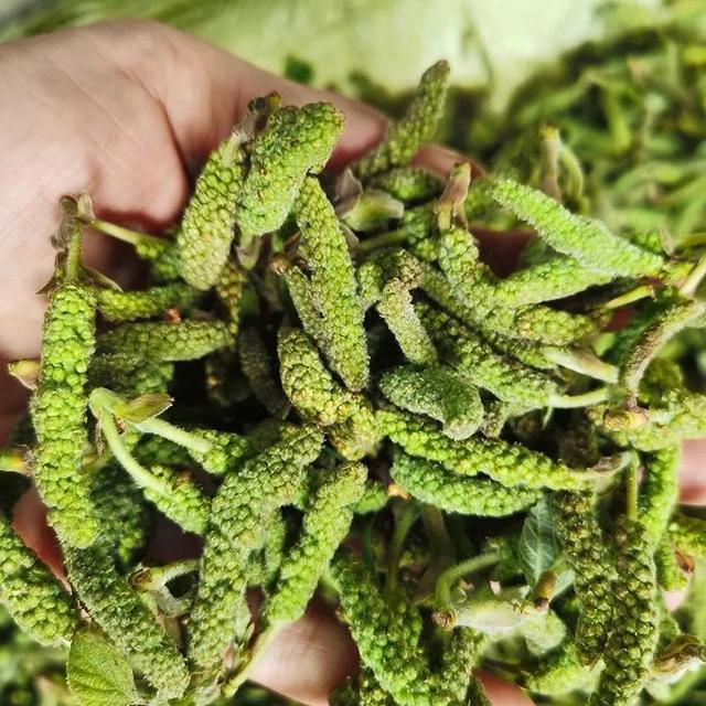 農(nóng)村100種野菜圖片（農(nóng)村100種野菜圖片及名稱）