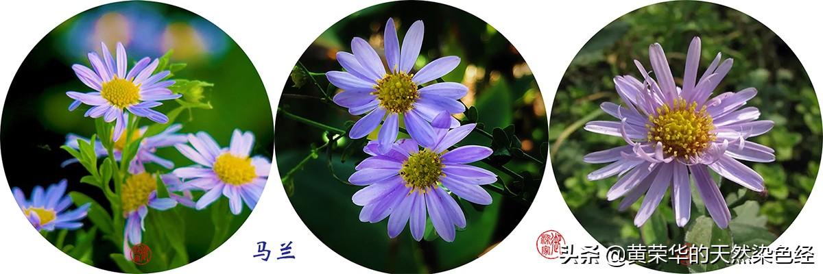 野菊花圖片 功效（藥用野菊花圖片）