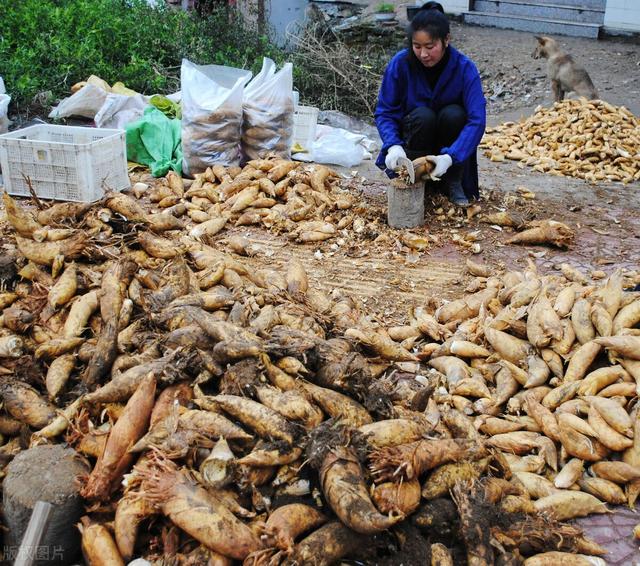 農(nóng)村100種野菜圖片（農(nóng)村100種野菜圖片及名稱）