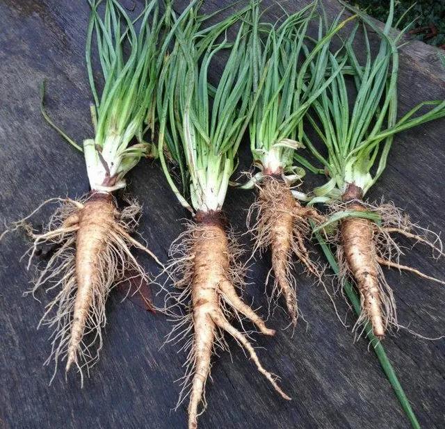 農(nóng)村100種野菜圖片（農(nóng)村100種野菜圖片及名稱）