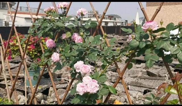 經(jīng)常發(fā)花草朋友圈的女生，朋友圈愛發(fā)花花草草的女人？