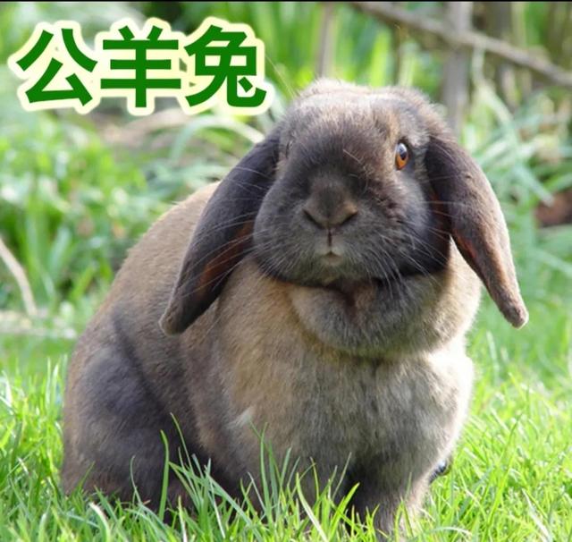 創(chuàng)業(yè)養(yǎng)殖業(yè)，創(chuàng)業(yè)養(yǎng)殖致富項目有哪些？