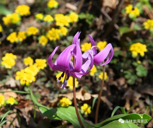 淘寶七色谷正品嗎（七色谷真假）