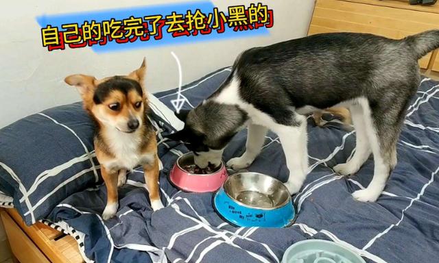 有趣的簡介可以吸引粉絲寶媽，有趣的簡介可以吸引粉絲寶媽嗎？