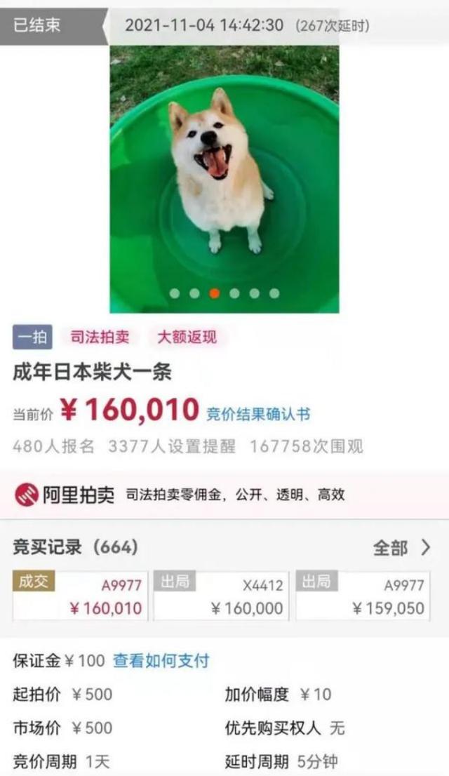 賣貓在哪個平臺好賣（還有什么平臺可以賣貓）