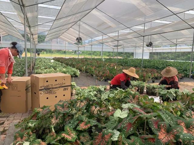 室內(nèi)種植經(jīng)濟(jì)項(xiàng)目，小型室內(nèi)種植致富？