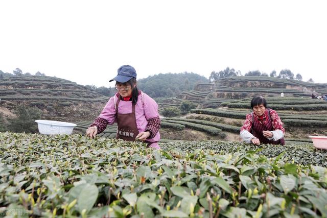 農(nóng)村100種野菜圖片（農(nóng)村100種野菜圖片及名稱）