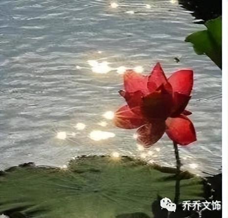 種花發(fā)朋友圈短句，花的圖片發(fā)朋友圈說說？