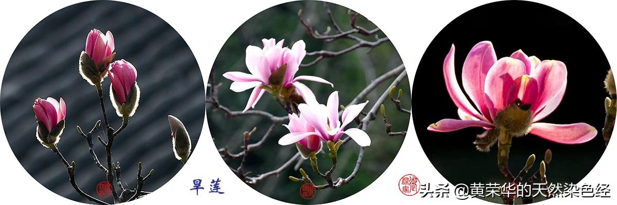 野菊花圖片 功效（藥用野菊花圖片）