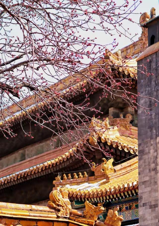 故宮高清圖片（游覽故宮平面圖）