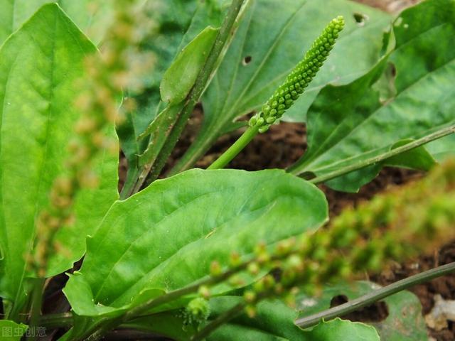 農(nóng)村100種野菜圖片（農(nóng)村100種野菜圖片及名稱）