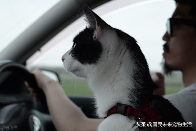 火車(chē)寵物托運(yùn)的價(jià)格表（動(dòng)車(chē)寵物托運(yùn)價(jià)格查詢）