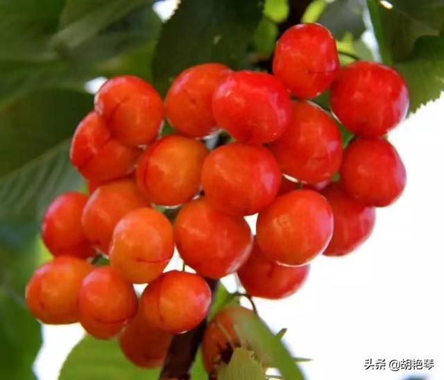發(fā)朋友圈櫻桃精美句子，朋友圈發(fā)櫻桃的說(shuō)說(shuō)？