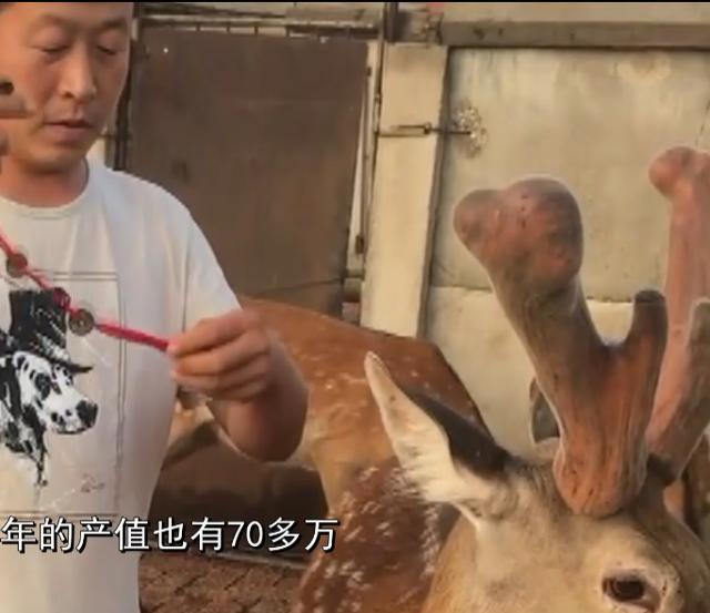 養(yǎng)殖業(yè)什么最賺錢農(nóng)村養(yǎng)雞（自己在家養(yǎng)雞賺錢嗎）