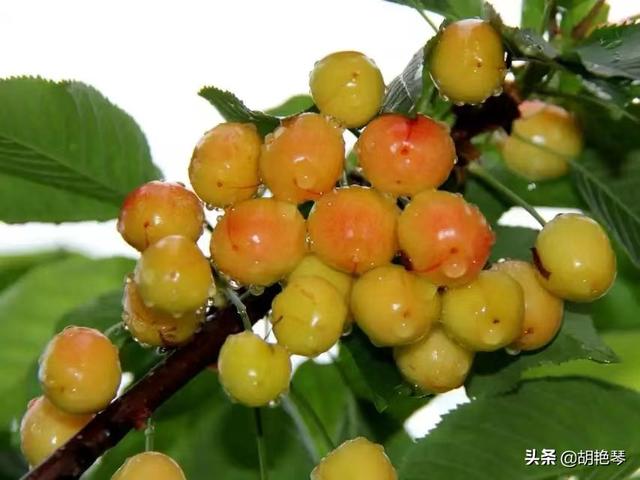 發(fā)朋友圈櫻桃精美句子，朋友圈發(fā)櫻桃的說(shuō)說(shuō)？