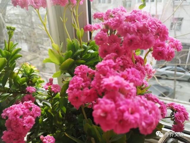 種花發(fā)朋友圈短句，花的圖片發(fā)朋友圈說說？