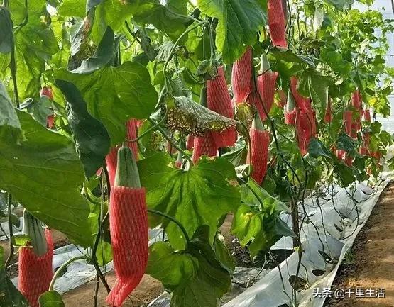 羊角蜜的皮和籽可以吃嗎（羊角蜜籽可以吃么）