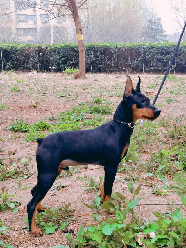 迷你杜賓犬的價(jià)格（杜賓犬迷你犬多少錢(qián)）
